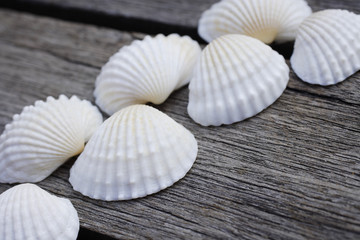 Seashells in a row on wooden decking