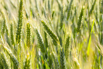 ripening cereals in the field
