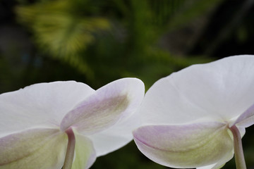 Two phalaenopsis orchids