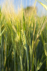 ripening cereals in the field