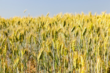 Obraz premium Field with cereal