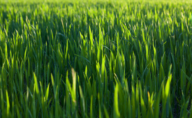 Field with cereal