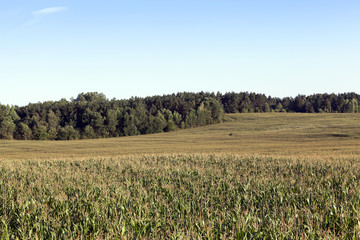Green corn field