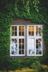 Window hidden in green ivy.