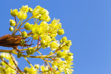 flowering maple tree