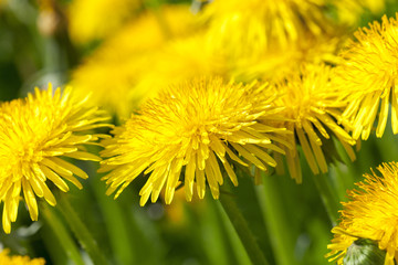 yellow dandelions in spring