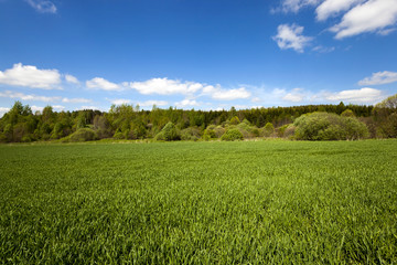 Fototapeta premium immature cereals , field