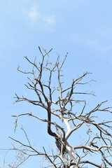 dry twig against blue sky