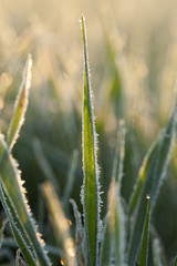 wheat during frost