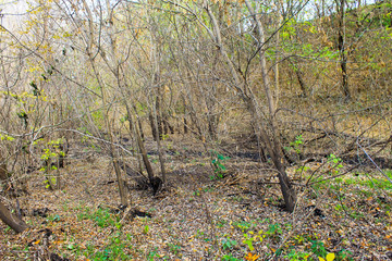 Deciduous forest on autumn