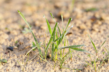 young grass plants, close-up