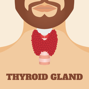 Thyroid gland and trachea shown on a silhouette of a man with a beard. Human body organs thyroid anatomy icon. Medical concept. Anatomy of people. Vector illustration.