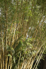bamboo plant