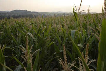 Obraz premium corn field