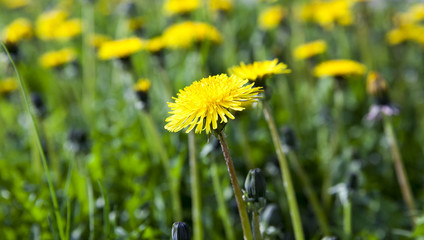 yellow dandelions in spring