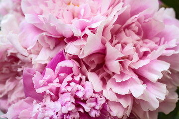 The bouquet of the elegant delicate pink peonies.