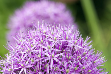 Flower onion, close-up