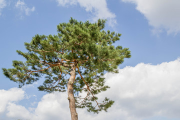 big tree with green leaf