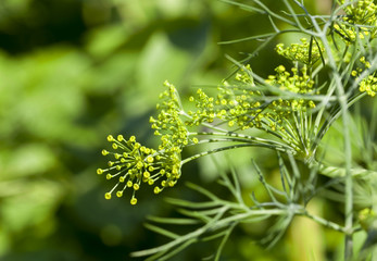green umbrella dill