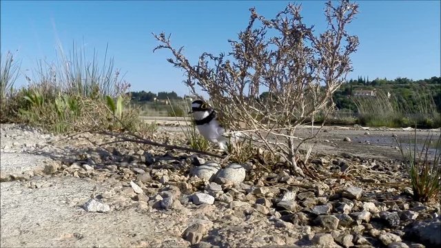 Little Plover approaching the nest