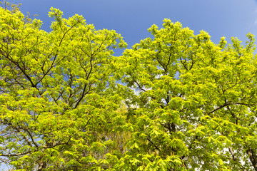 Fototapeta na wymiar green leaves of chestnut