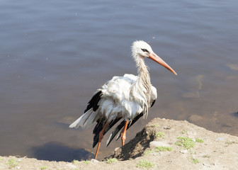 Stork without wing