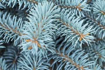 Naklejka na ściany i meble natural background branch blue spruce
