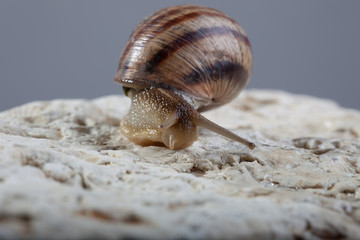 snail crawling stone