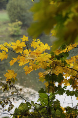 Autumn leaves