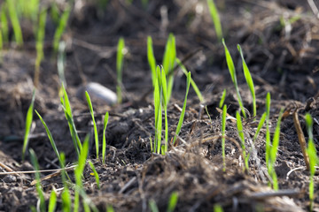 young grass plants, close-up
