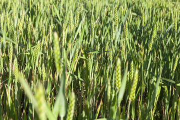 Obraz premium Field with cereal