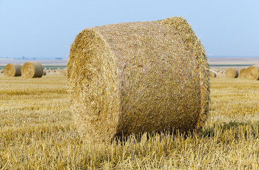 Fototapeta premium straw in the field