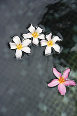 Fototapeta na wymiar Floating fringipani blossoms