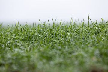 young grass plants, close-up