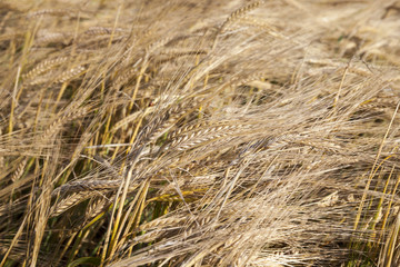mature cereal, close-up