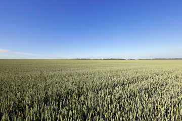 Fototapeta premium immature green grass