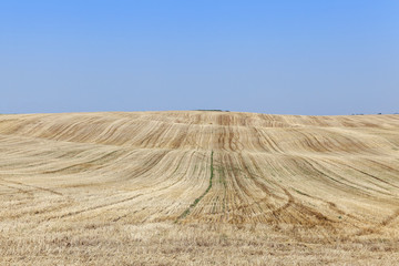Fototapeta na wymiar wheat field after harvest