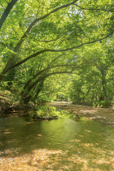 Obraz premium Piękny zielony las w miejscowości Prokopi na Eubei w Grecji.