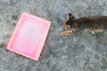 Rice empty tray with a stray cat waiting for food.