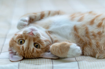 Red kitten lies on the back