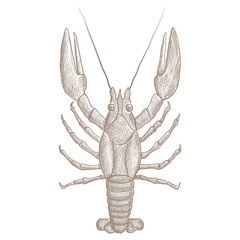 Lobster. Hand drawn sketch