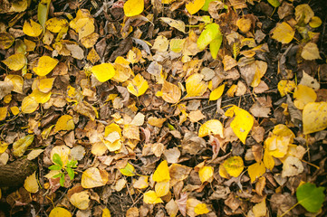 yellow autumn leaves on the ground autumn paints