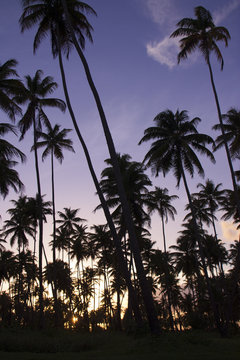 Paradise beach sunset tropical palm trees. Sunset or sunrise with tropical palm trees. Summer travel holidays vacation getaway colorful concept photo at Big Island, Hawaii, USA.
