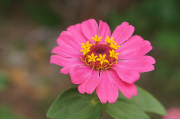 Obraz premium pink zinnia flowers 