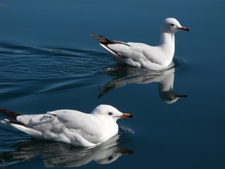 Two Australian seagulls on the water.