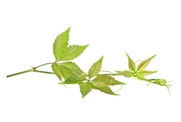Twig of grapes leaves, Parthenocissus quinquefolia foliage. Isol