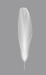 White bird feather on gray background. Vector Illustration.
