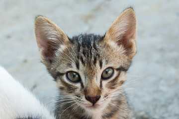 little cat sitting  in one of towns.Thailand