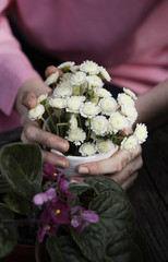hands of gardener with pot of flowers