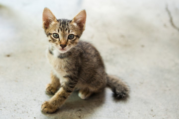 Naklejka na ściany i meble little cat sitting in one of towns.Thailand